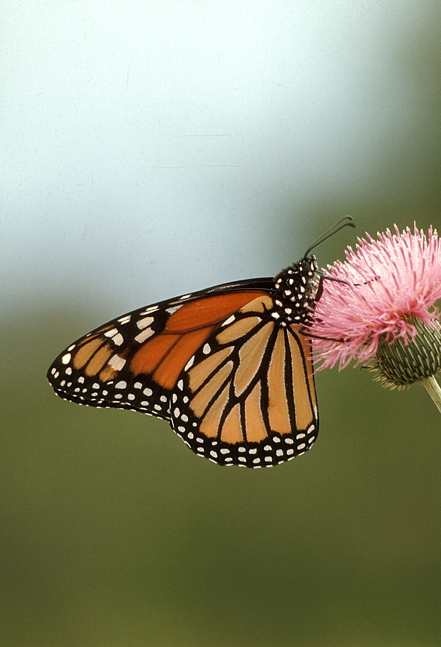 monarch_butterly_on_thistle_flower--