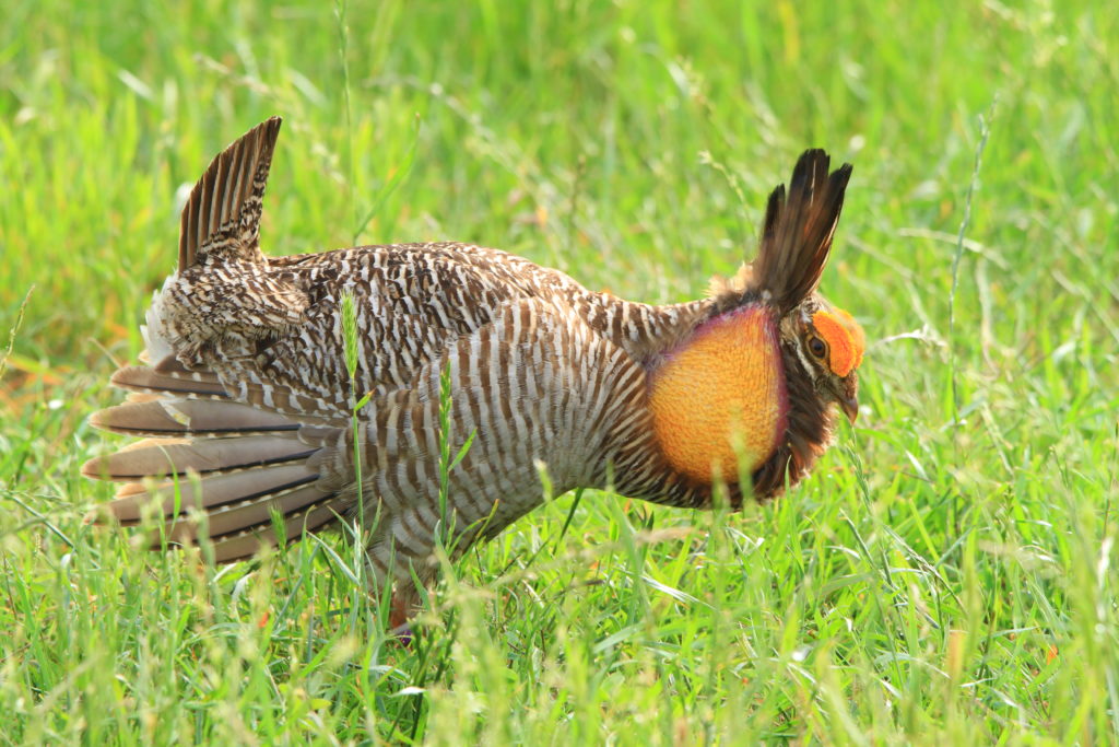 Houston Environmental News Update May 15, 2019 Houston Environmental News Update May 15, 2019