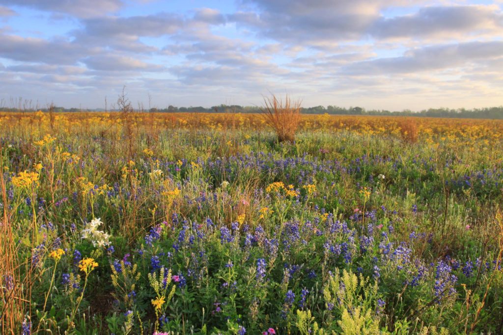 Houston Environmental News Update September 19, 2018 Houston Environmental News Update September 19, 2018