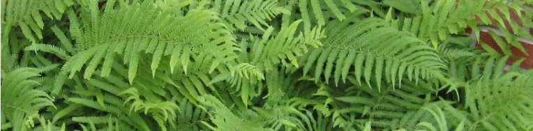 Houston Environmental News Update August 29, 2018