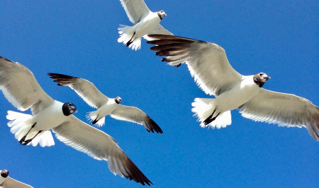 Houston Environmental News Update December 5, 2018 Houston Environmental News Update December 5, 2018