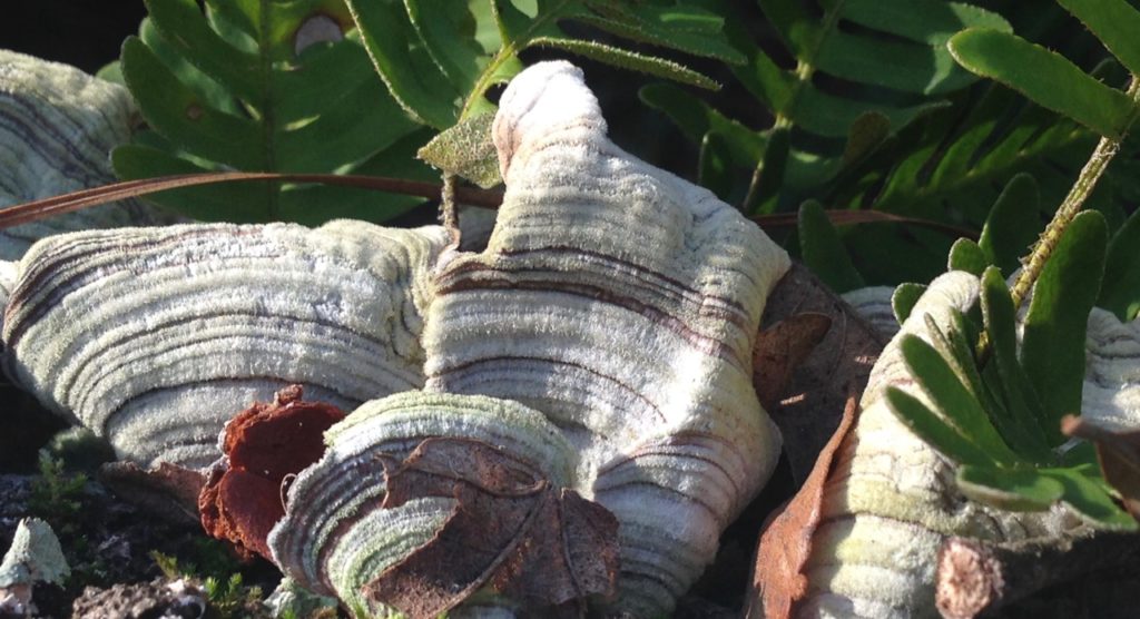 Houston Environmental News Update December 12, 2018 Houston Environmental News Update December 12, 2018
