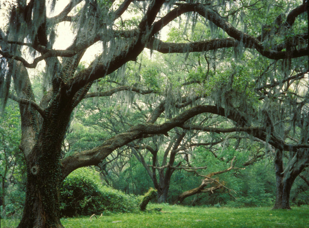 Brazos Bend State Park, located near Needville, Texas, southwest of Houston, is home to numerous huge and stately live oak trees, some of them more than 100 years old. © Texas Parks and Wildlife Department