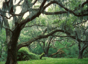 Brazos Bend State Park - Lunar Eclipse Hike @ Brazos Bend State Park  | Needville | Texas | United States