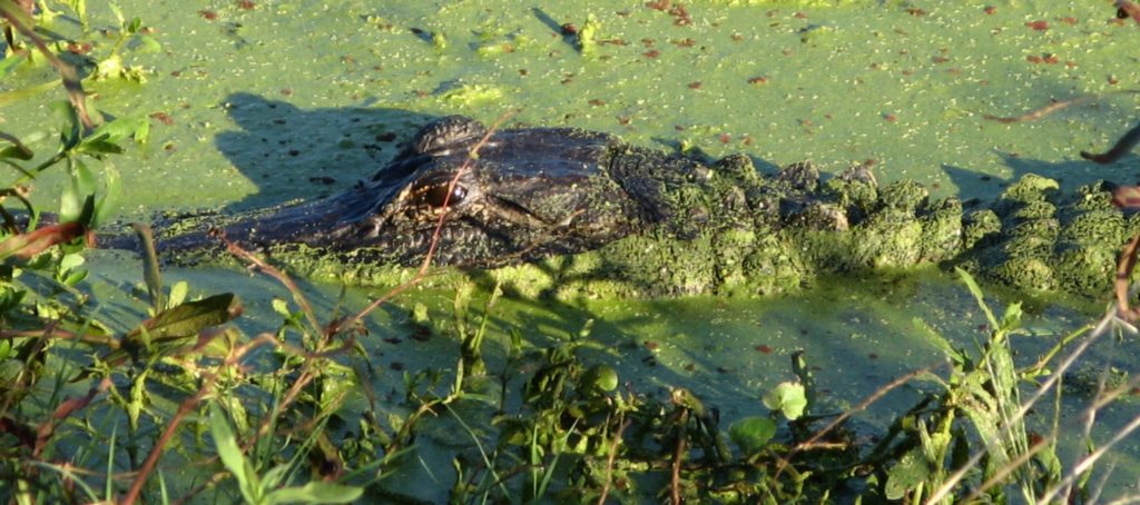 Houston Environmental News Update January 3, 2019 Houston Environmental News Update January 3, 2019