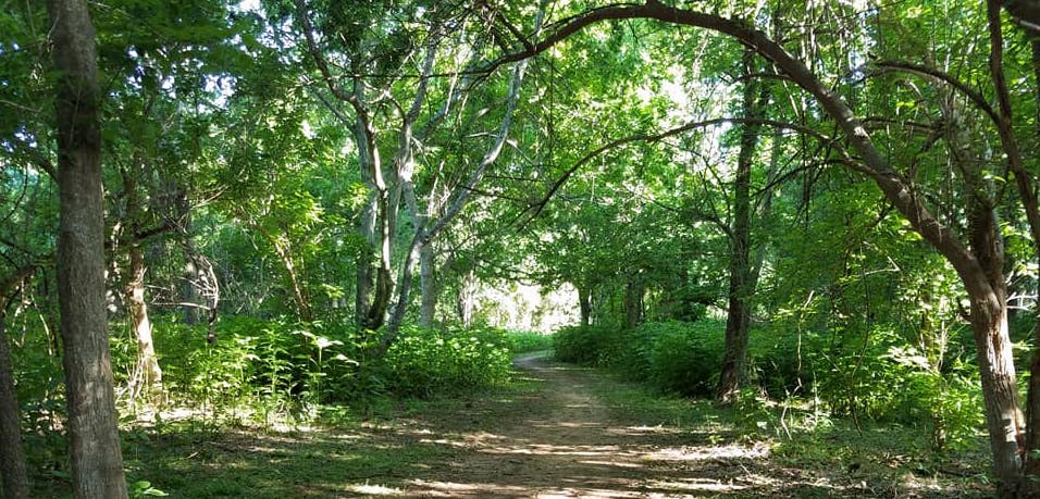 Houston Environmental News Update May 29, 2019 Houston Environmental News Update May 29, 2019