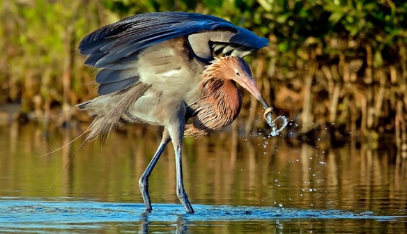 Houston Environmental News Update December 4, 2019 Houston Environmental News Update December 4, 2019