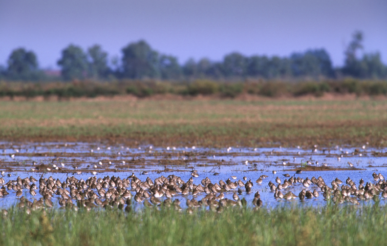 Houston Environmental News Update January 29, 2020 Houston Environmental News Update January 29, 2020