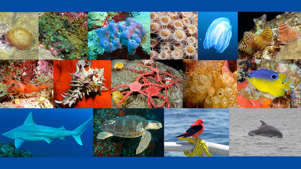 Houston Environmental News Update January 8, 2020