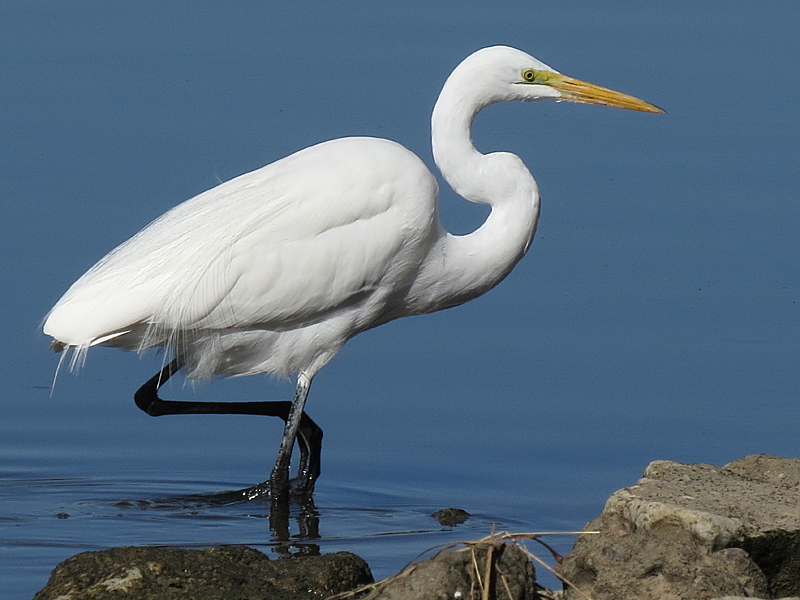 Houston Environmental News Update January 2, 2020 Houston Environmental News Update January 2, 2020