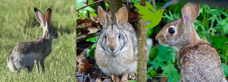 Houston Environmental News Update April 8, 2020 Houston Environmental News Update April 8, 2020
