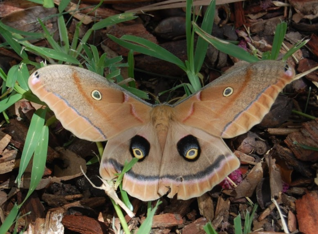 Houston Environmental News Update July 15, 2020