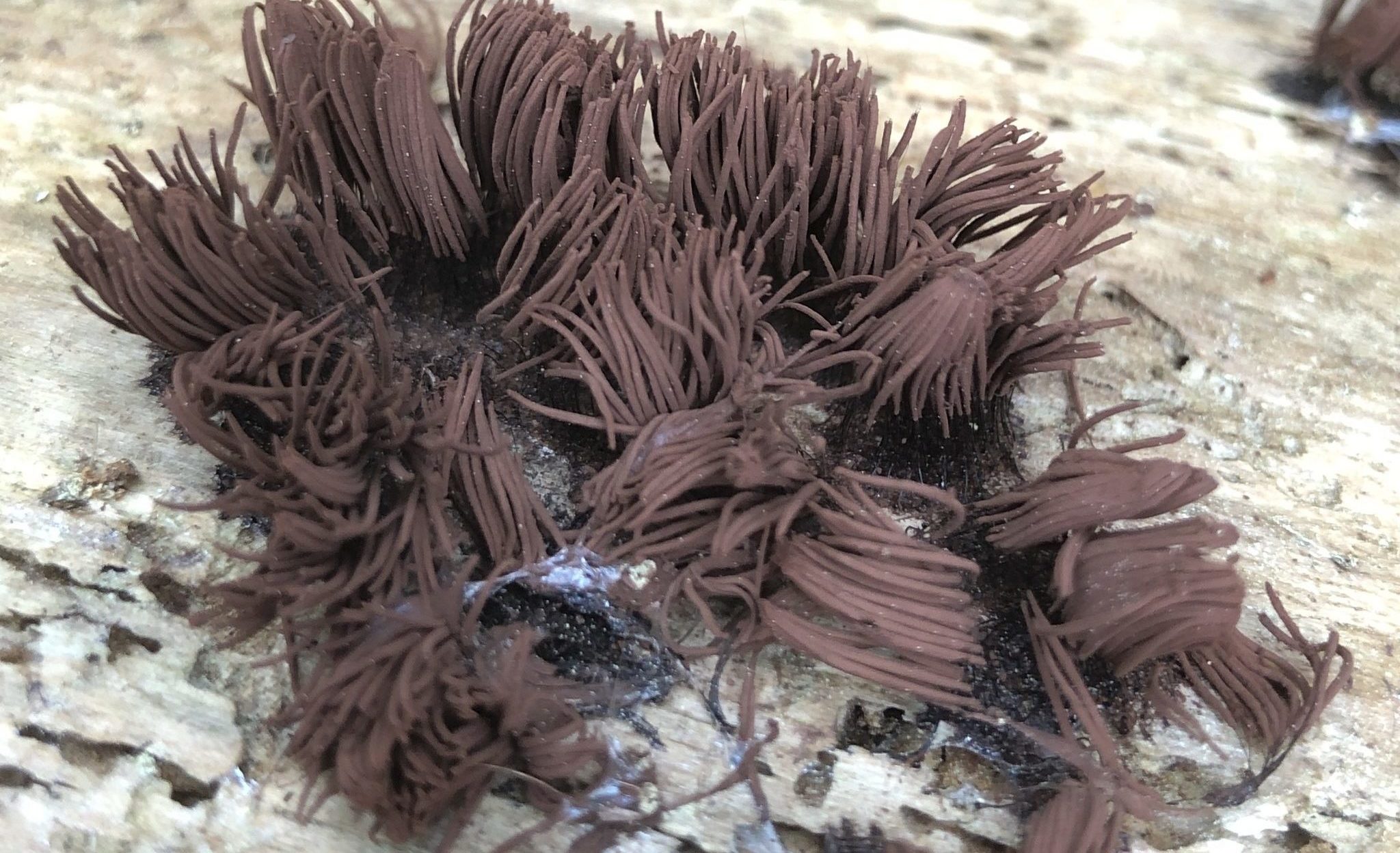 Photo of possible chocolate tube slime on a log