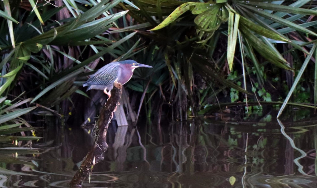 Houston Environmental News Update September 22, 2021