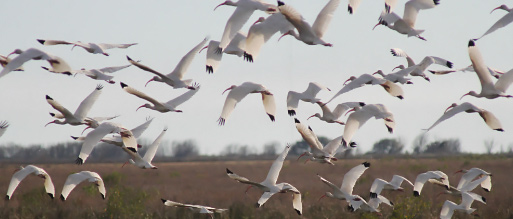 Flock of Ibis, Airborn