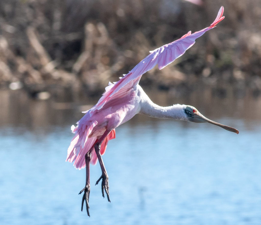 Roseate Spoonbill, Photo 82067018, (c) Thaddeus Charles Jones, some rights reserved (CC BY-NC)