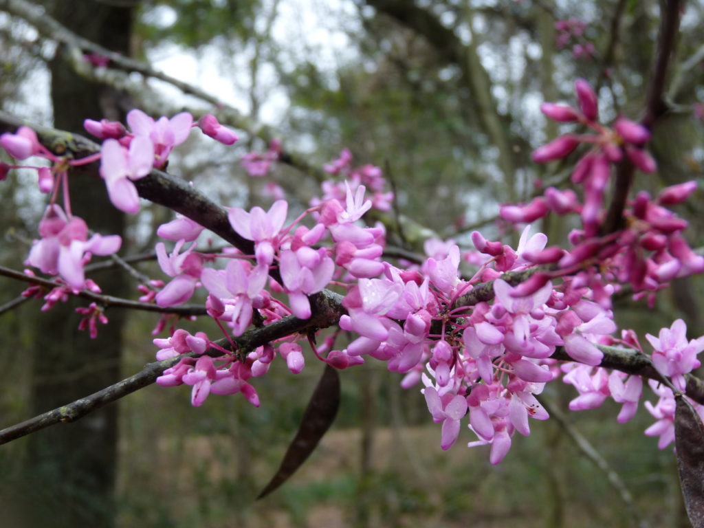 Houston Environmental News Update February 10, 2021 Houston Environmental News Update February 10, 2021