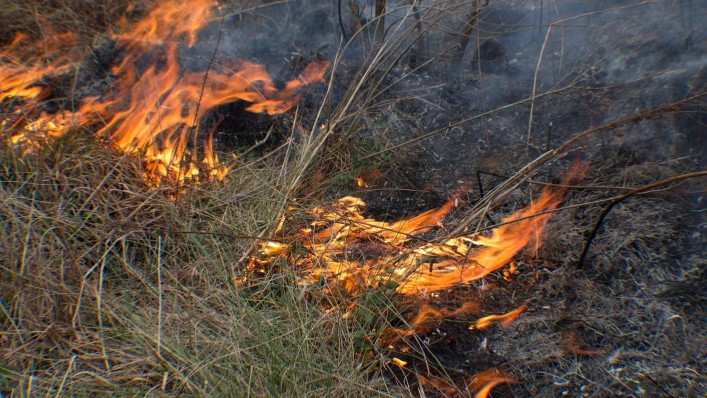 Houston Environmental News Update March 17, 2021 Houston Environmental News Update March 17, 2021