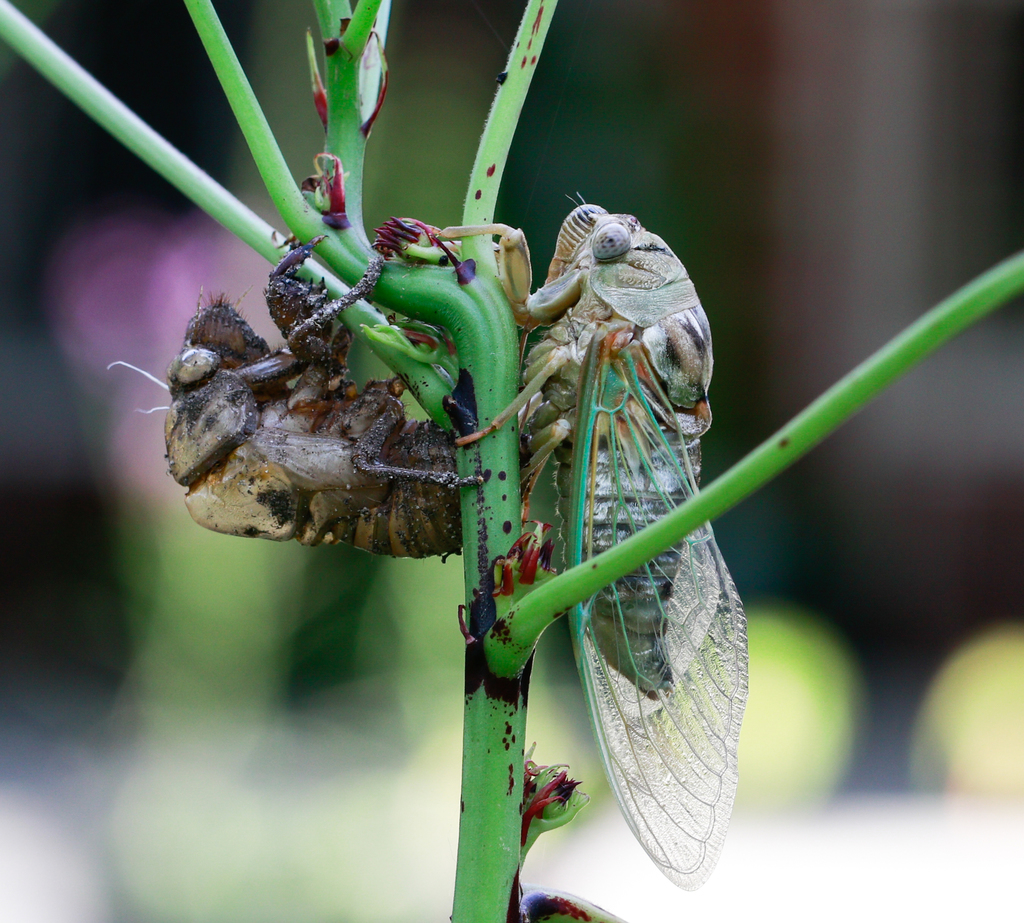 Houston Environmental News Update July 7, 2021 Houston Environmental News Update July 7, 2021