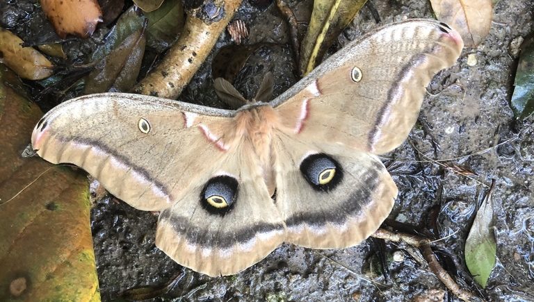 Houston Environmental News Update July 21, 2021