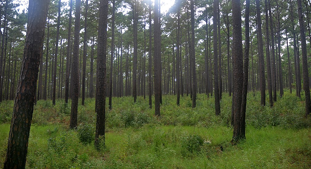 Houston Environmental News Update September 1, 2021