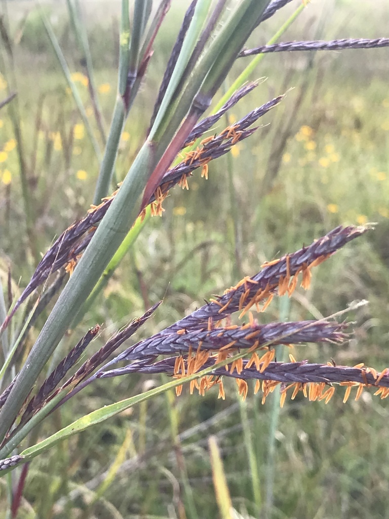 Houston Environmental News Update November 24, 2021