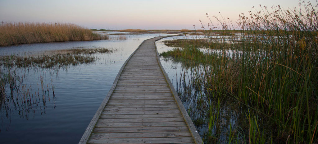 Curved wooden boardwalk extending into tidal marsh at sunset
