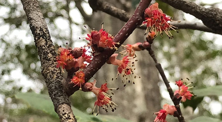 Houston Environmental News Update February 23, 2022